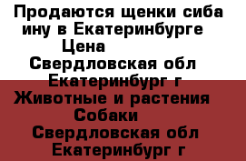 Продаются щенки сиба ину в Екатеринбурге › Цена ­ 70 000 - Свердловская обл., Екатеринбург г. Животные и растения » Собаки   . Свердловская обл.,Екатеринбург г.